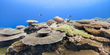 Samsung Galaxy’s Ocean Mode and Coral Reef Initiative Receive International Recognition and Awards in 2026